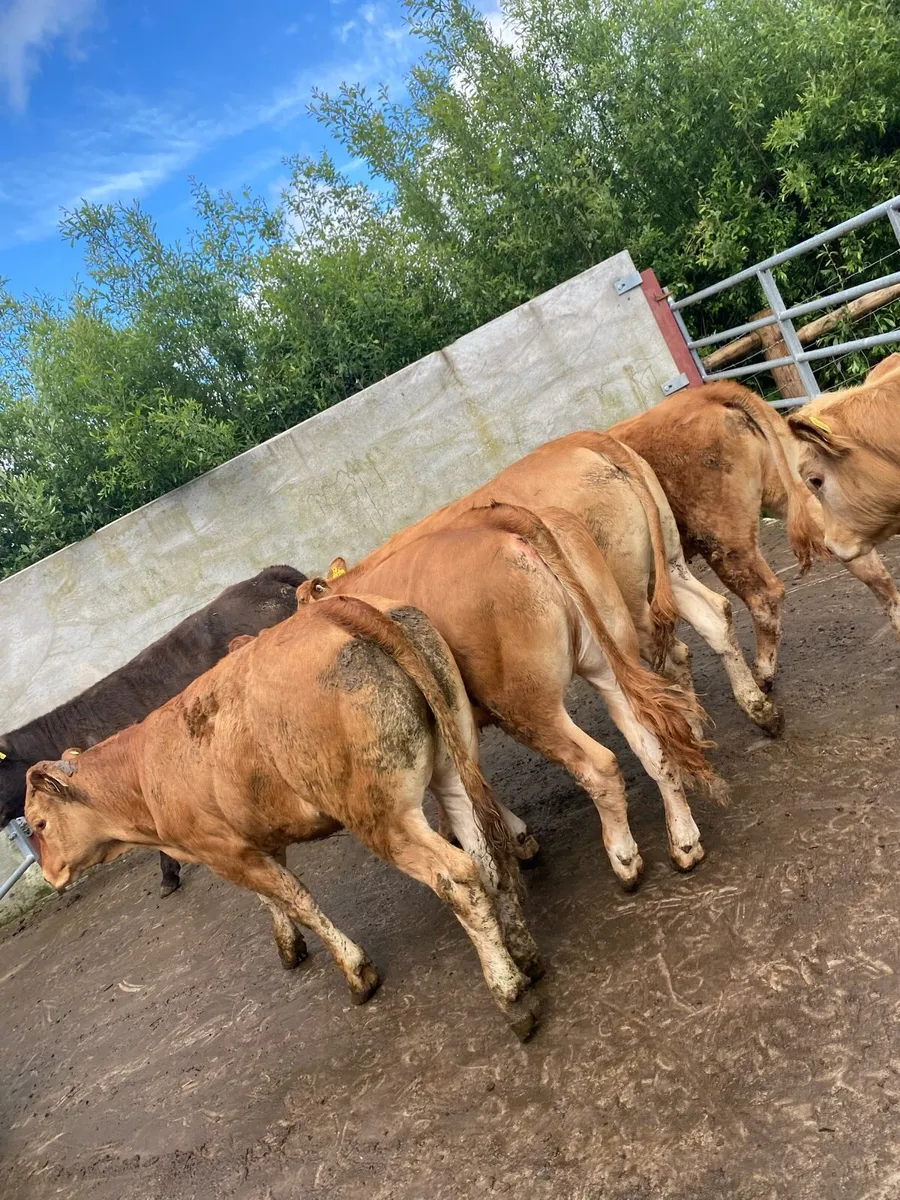 8 super suckler bred heifer weanlings - Image 4