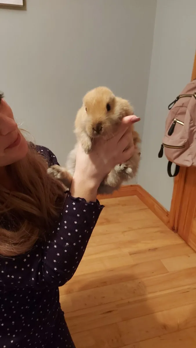 Rabbit - Image 1