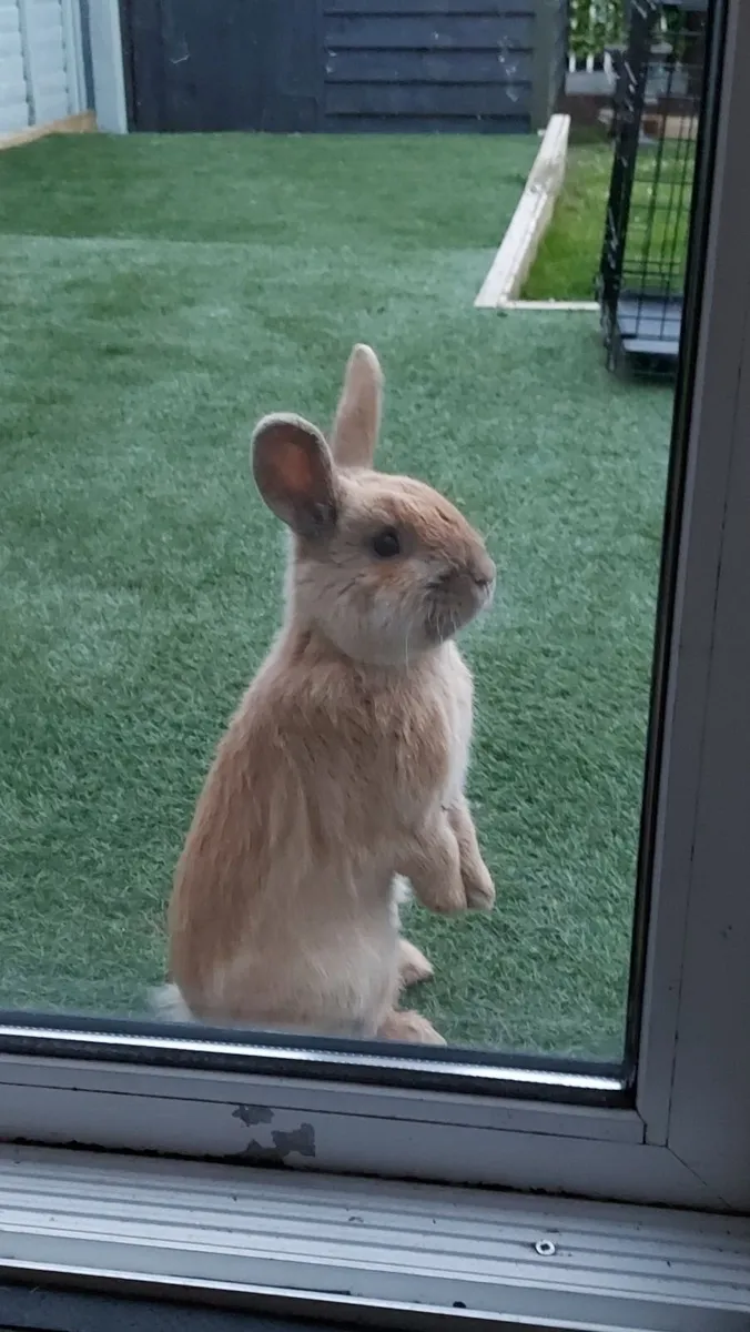 Rabbit - Image 2