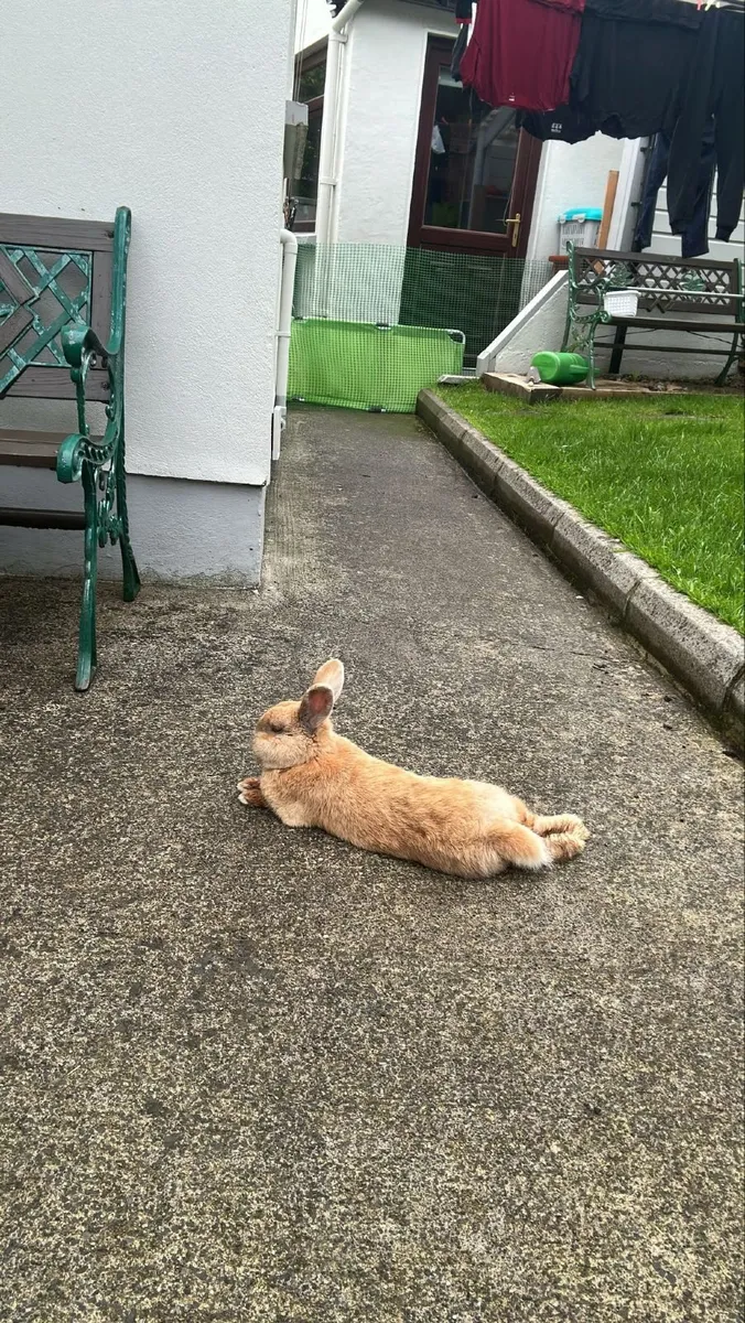 Rabbit - Image 3