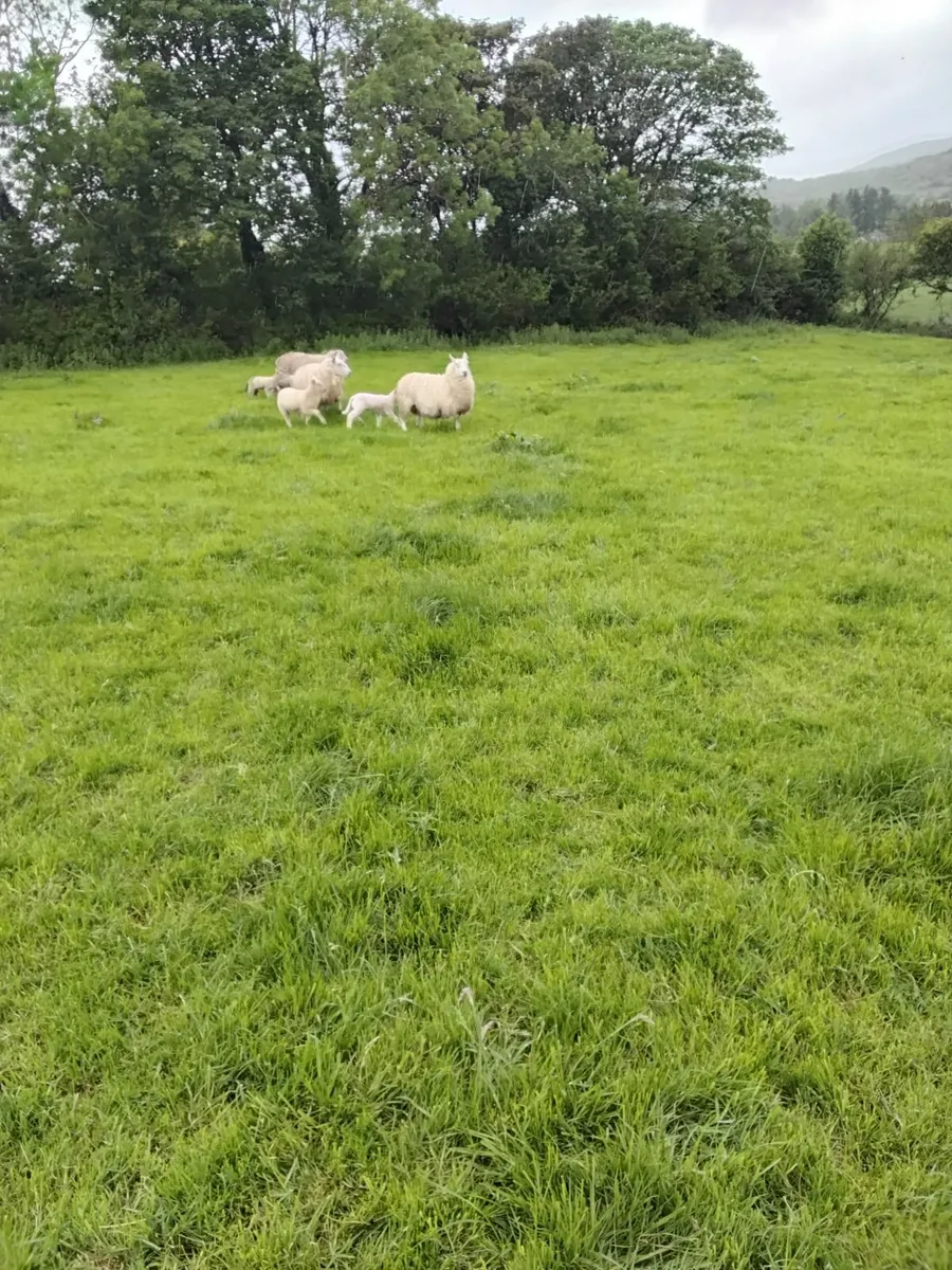 Ewes and lambs - Image 1
