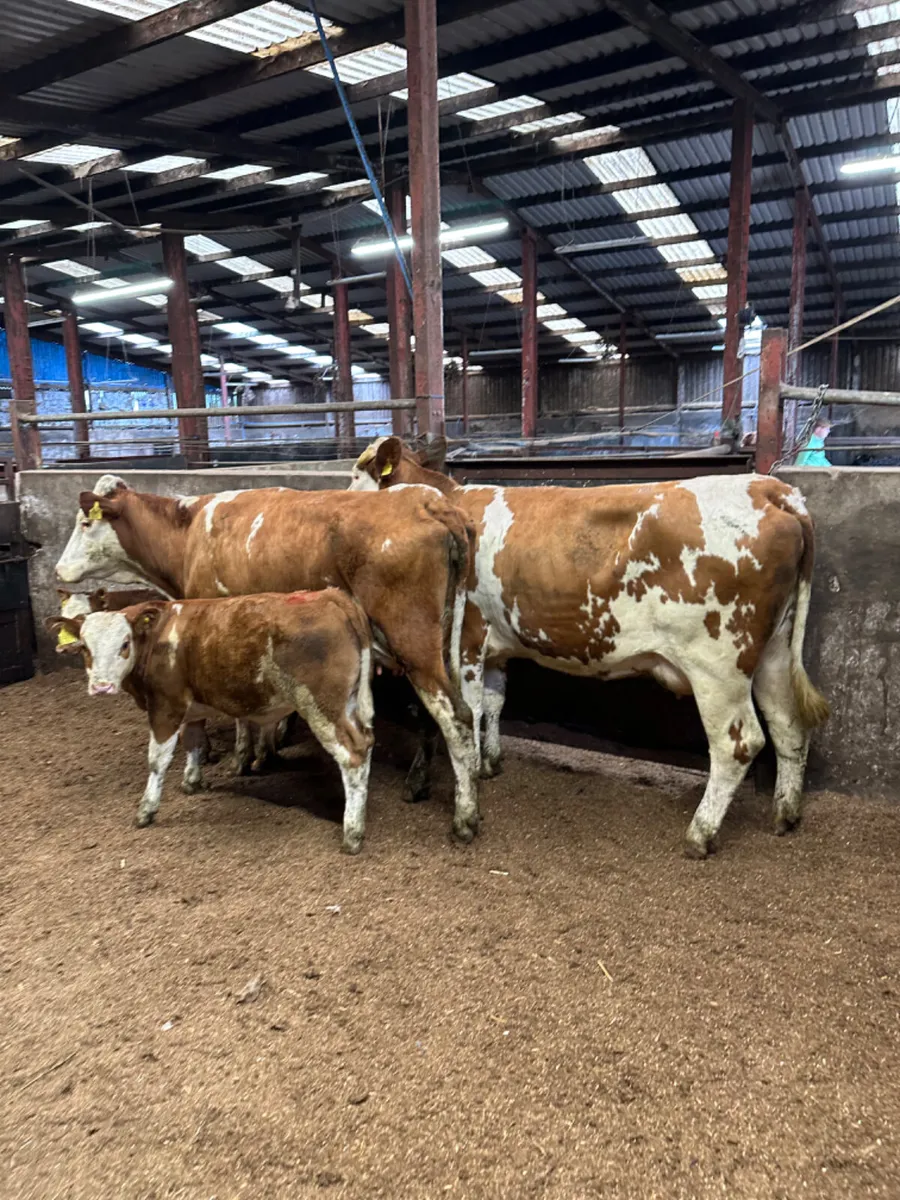 Fkv heifers With bull Calves - Image 3