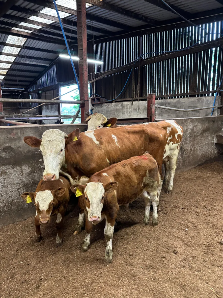 Fkv heifers With bull Calves - Image 2