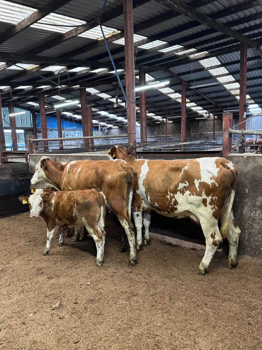 Fkv heifers With bull Calves - Image 4
