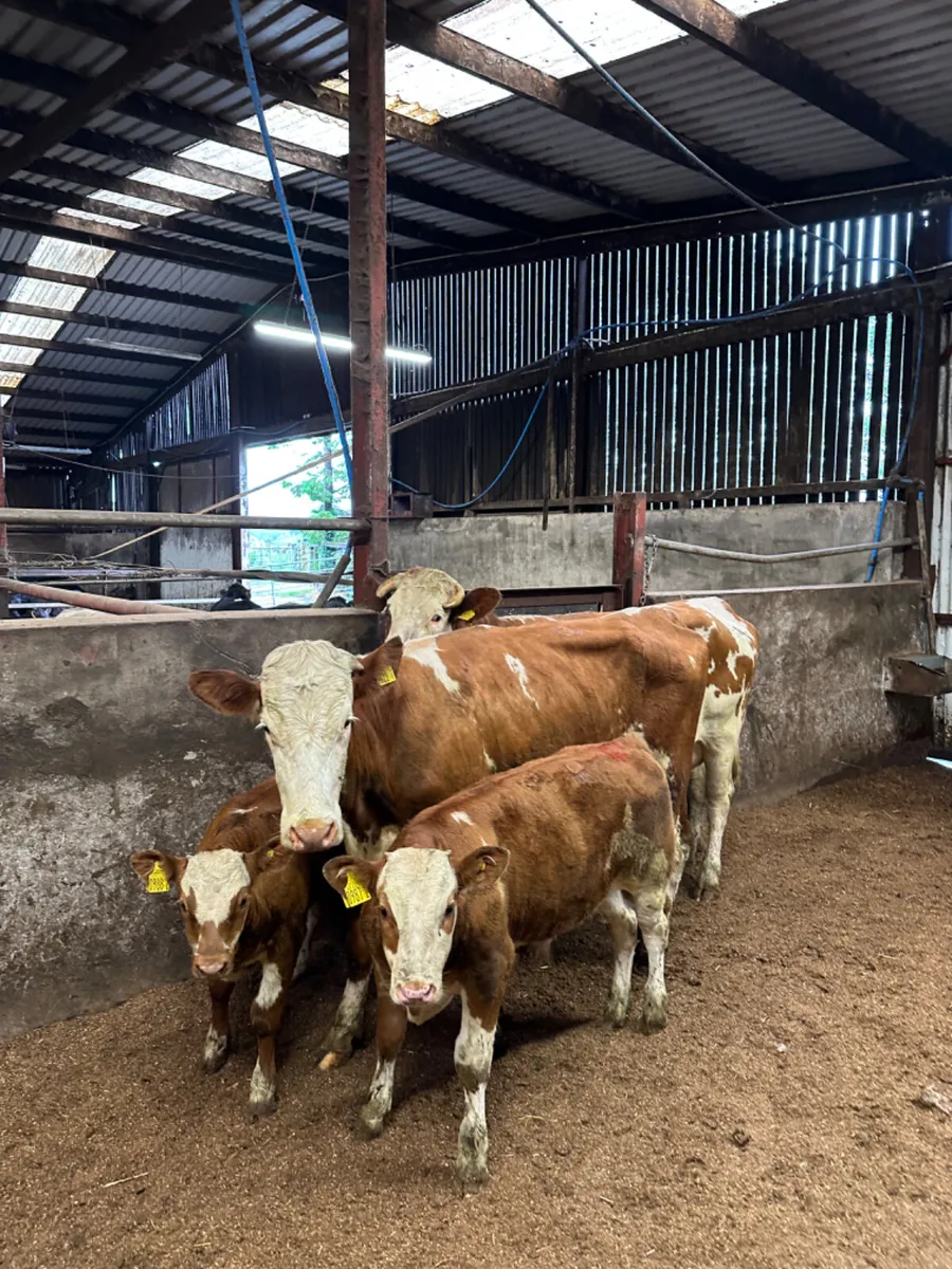 Fkv heifers With bull Calves - Image 1
