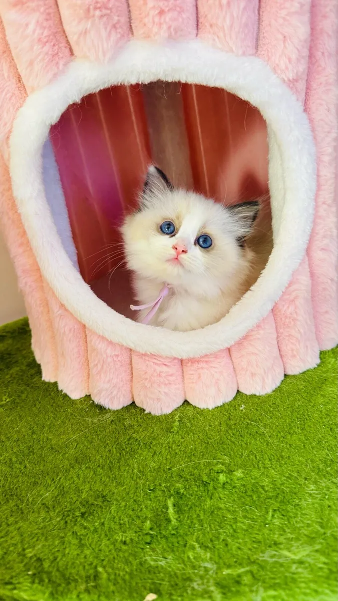 Pure breed Ragdoll kittens - Image 1