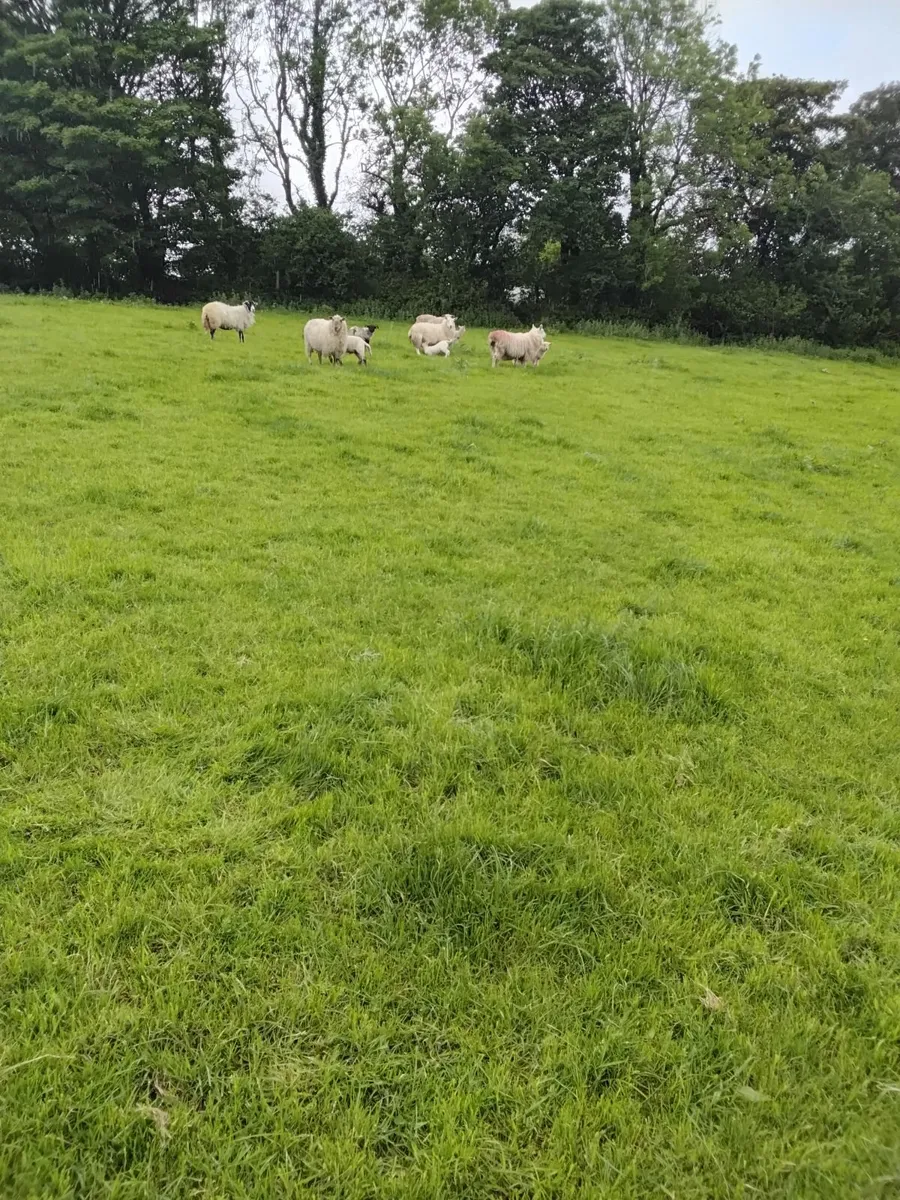 Ewes and lambs - Image 2