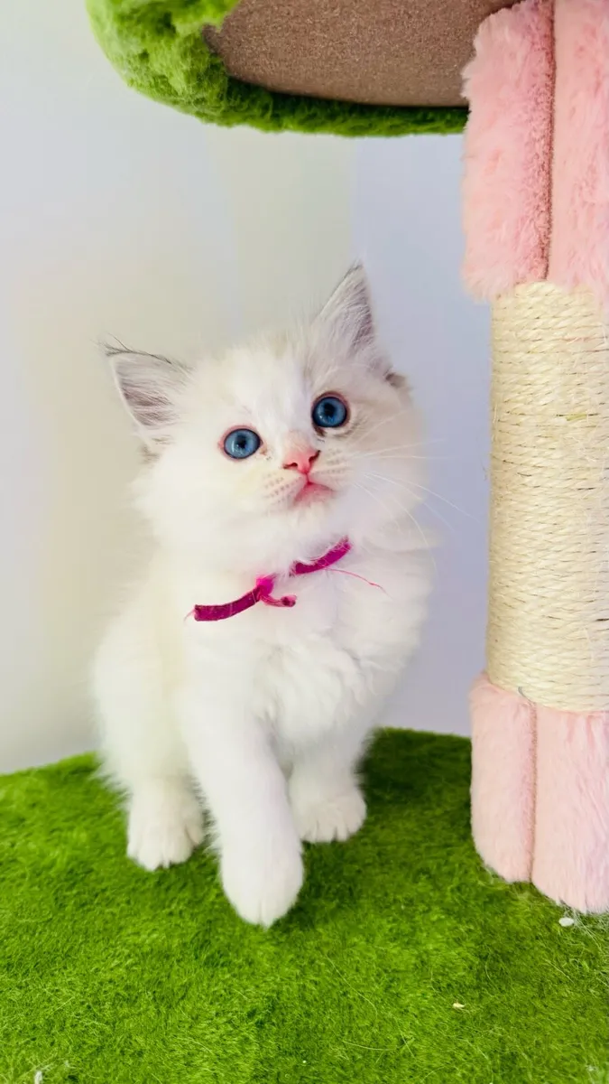 Pure breed Ragdoll kittens (last two available) - Image 2