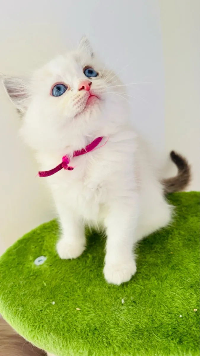 Pure breed Ragdoll kittens (last two available) - Image 4