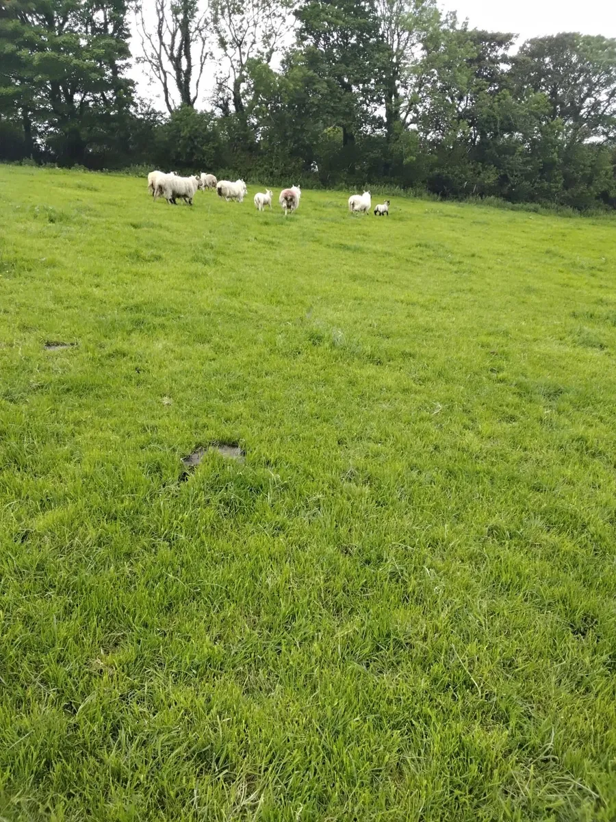 Ewes and lambs - Image 3