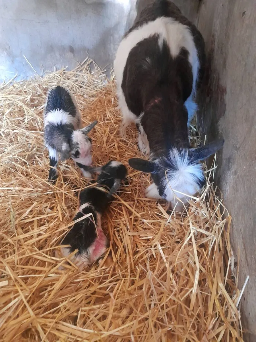 Pygmy goats - Image 1