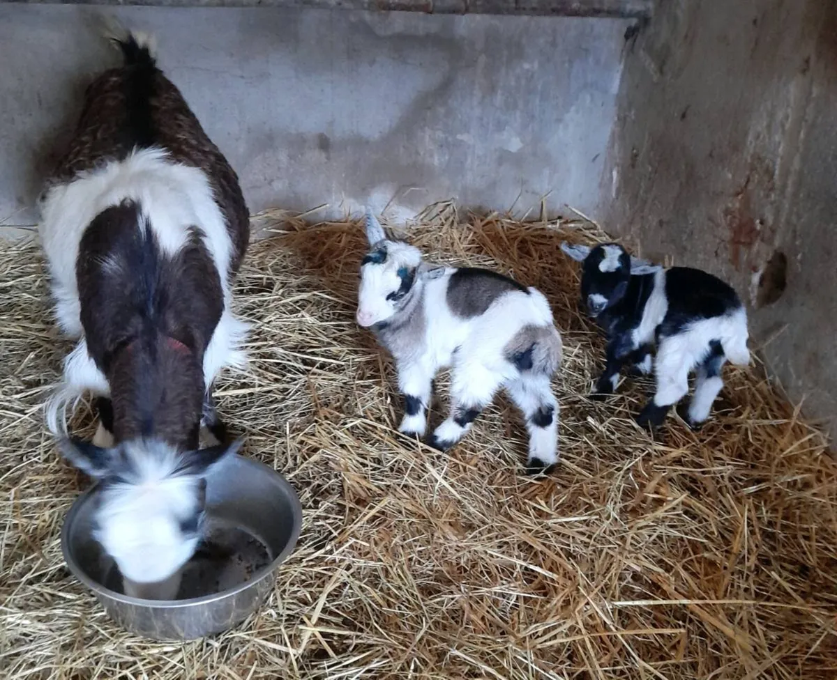 Pygmy goats - Image 2