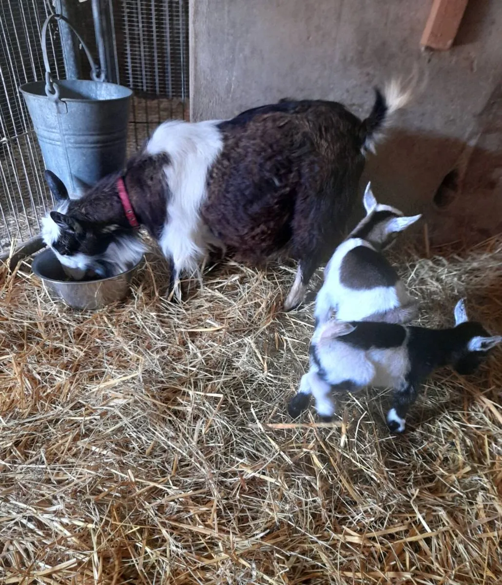Pygmy goats - Image 3