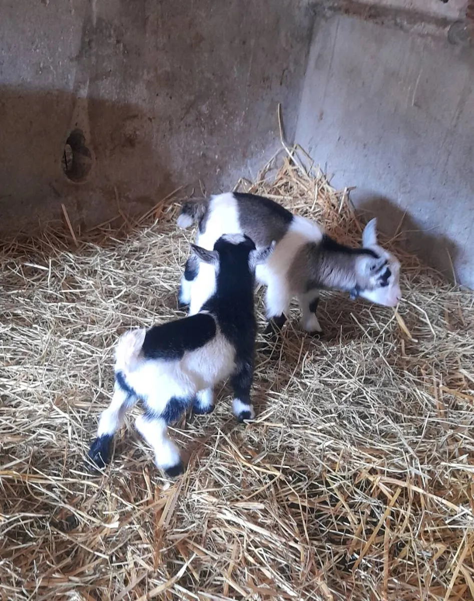 Pygmy goats - Image 4