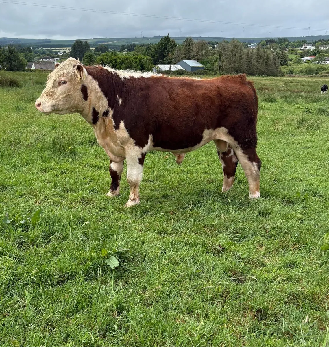 Pedigree Hereford Bull