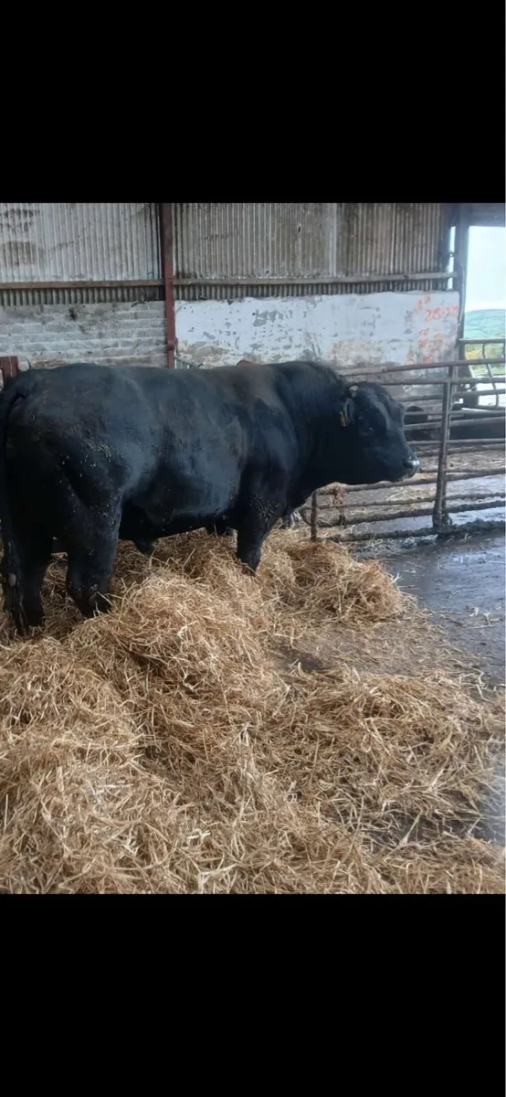 Bull - Image 1
