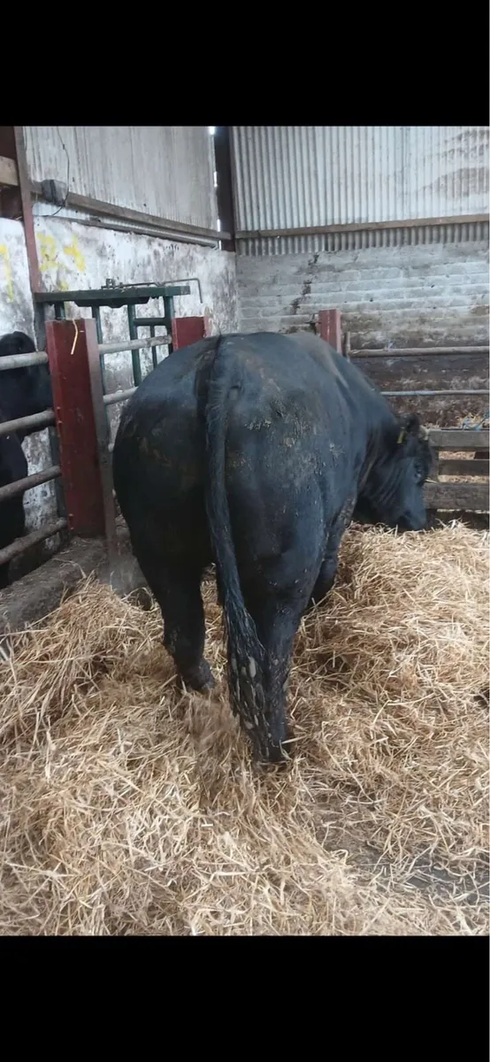 Bull - Image 3