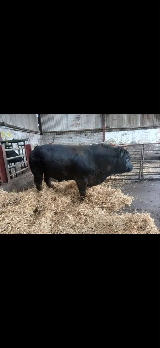 Bull - Image 2