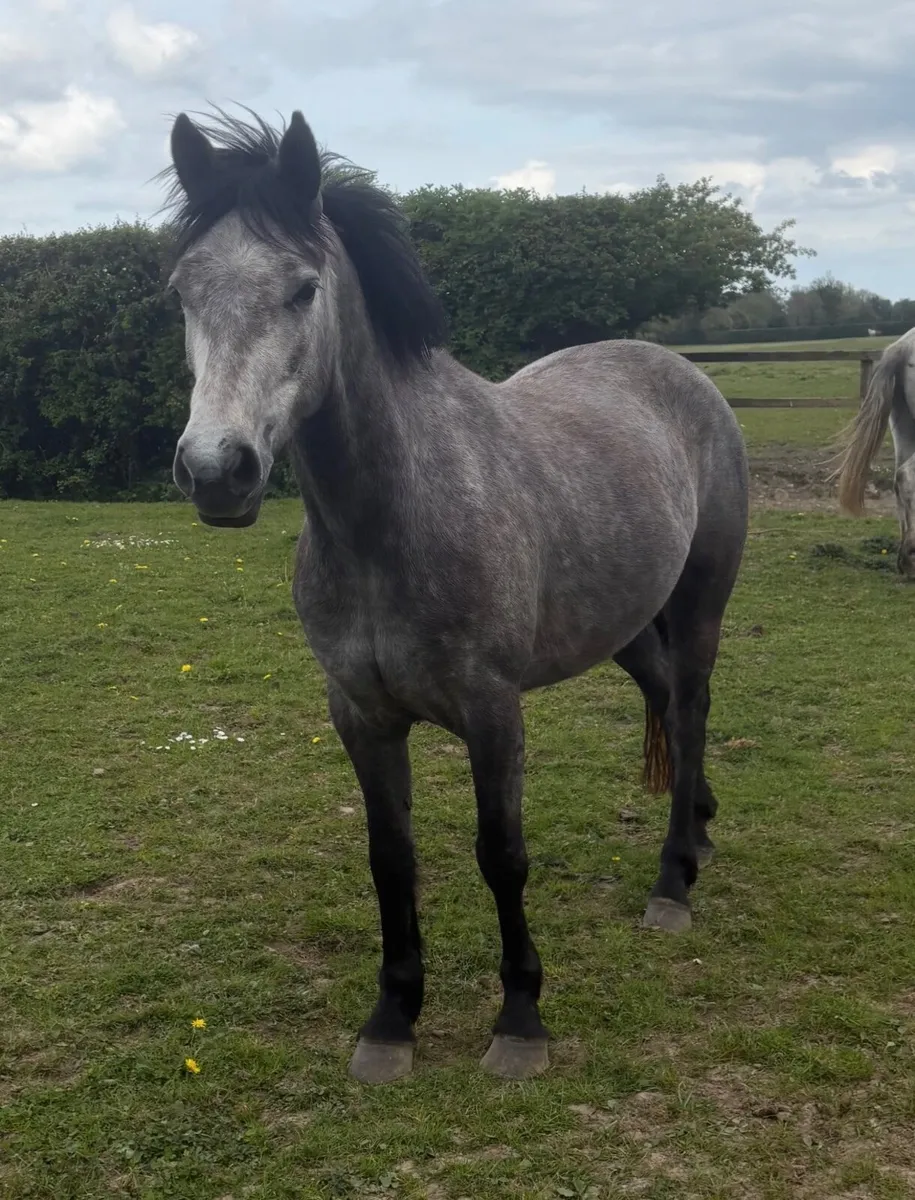 4 year old Connemara filly