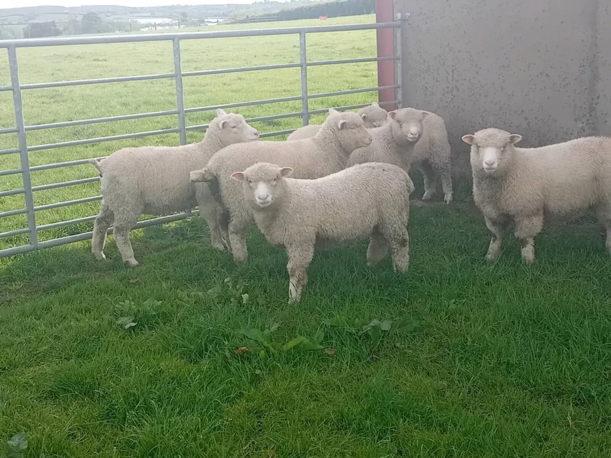PBNR Dorset ewe lambs - Image 1