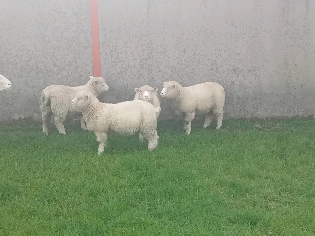 PBNR Dorset ewe lambs - Image 2