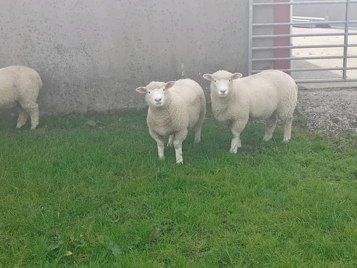 PBNR Dorset ewe lambs - Image 3