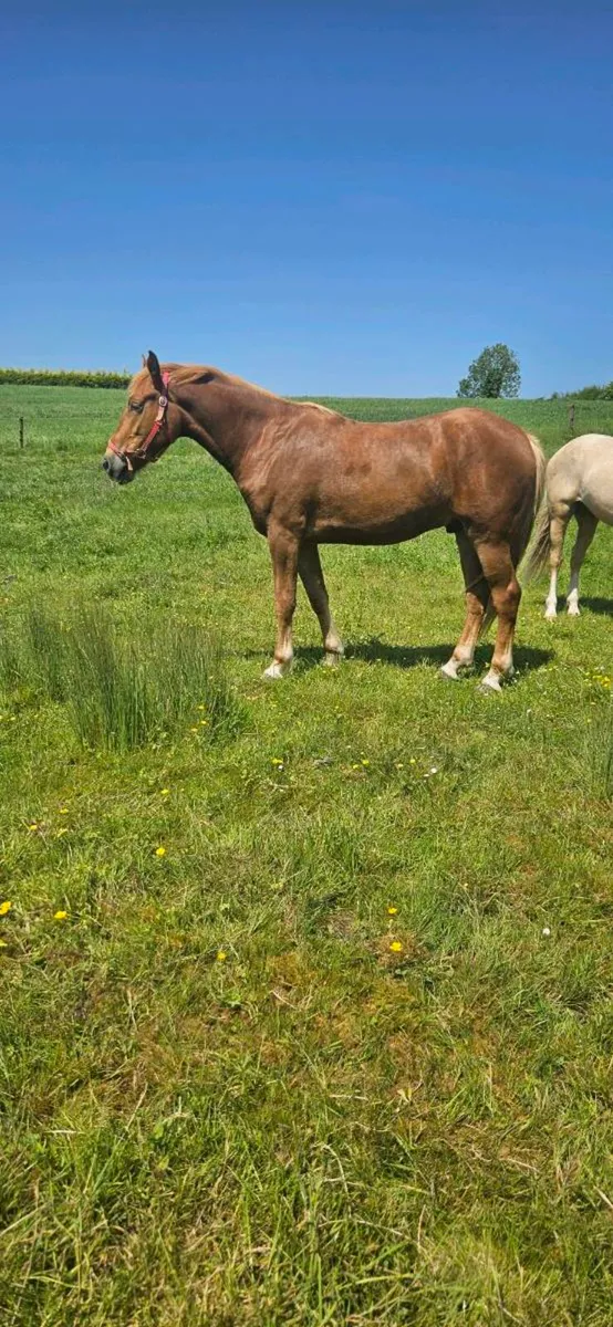 Irish draught gelding - Image 4