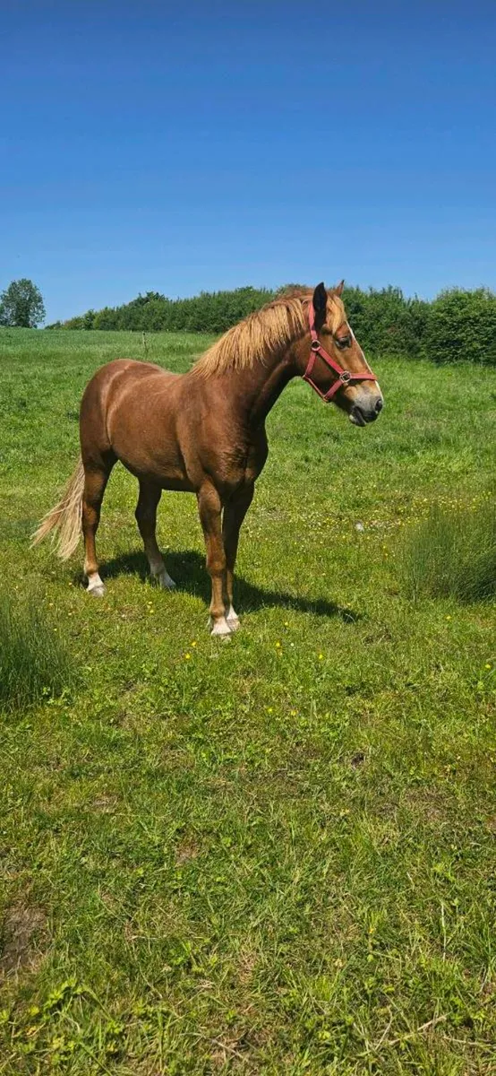 Irish draught gelding - Image 2