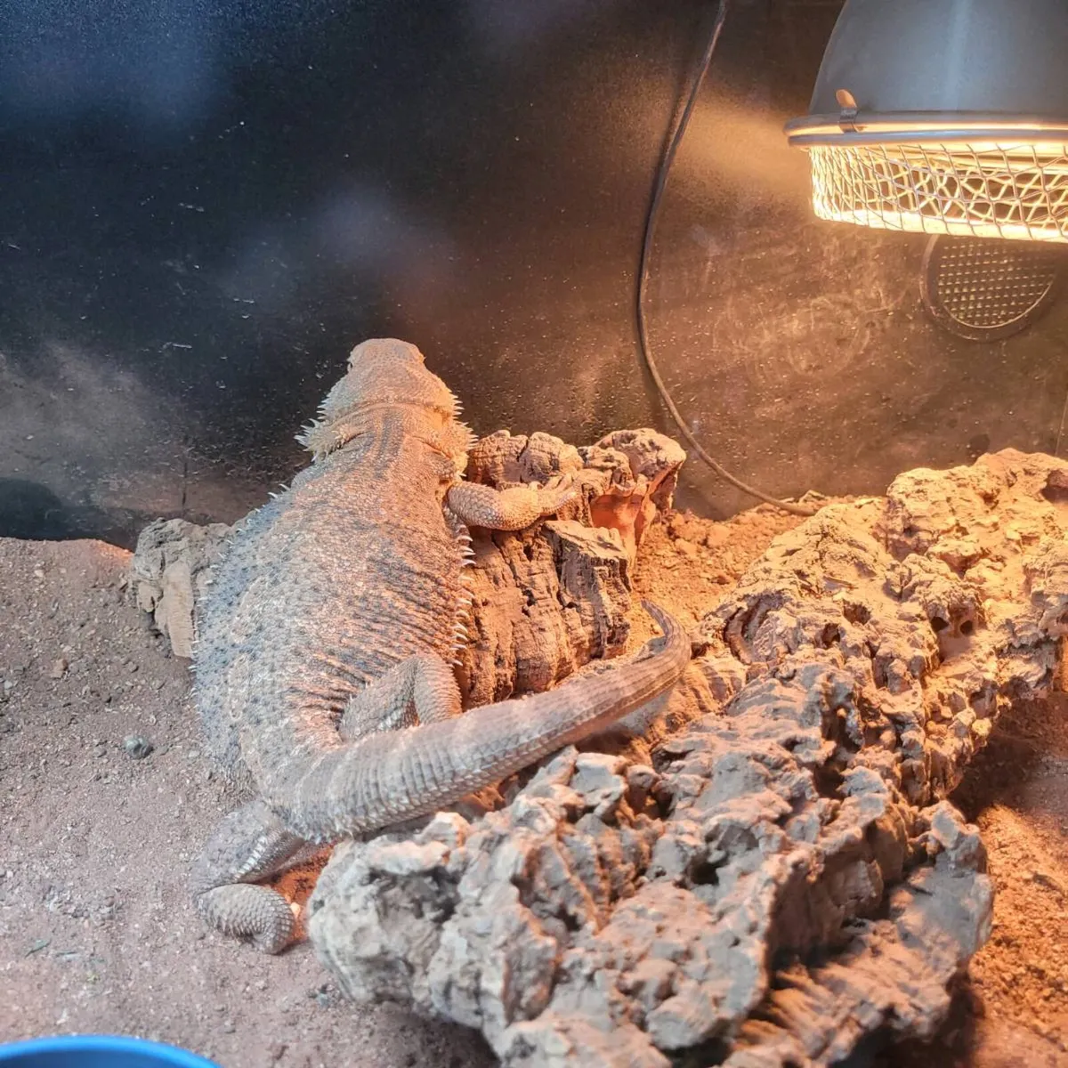 Bearded dragon - Image 1
