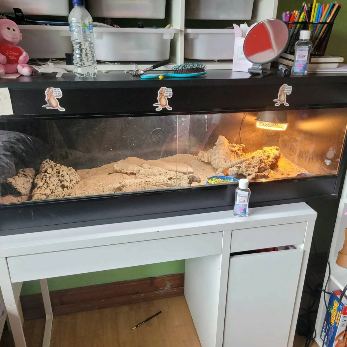Bearded dragon - Image 2