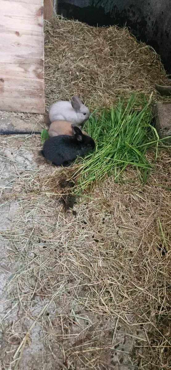 Bunny rabbits - Image 1