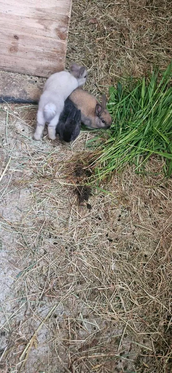 Bunny rabbits - Image 2