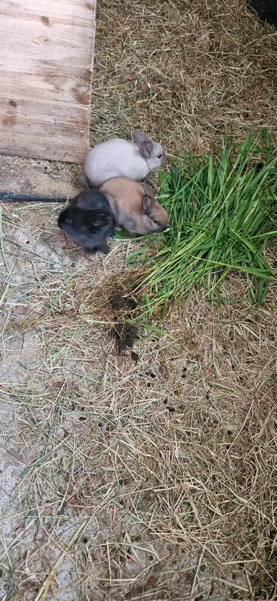Bunny rabbits - Image 3