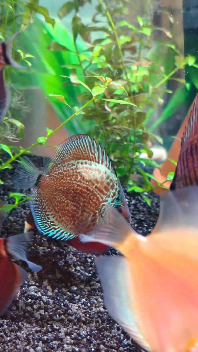 Discus - Image 3