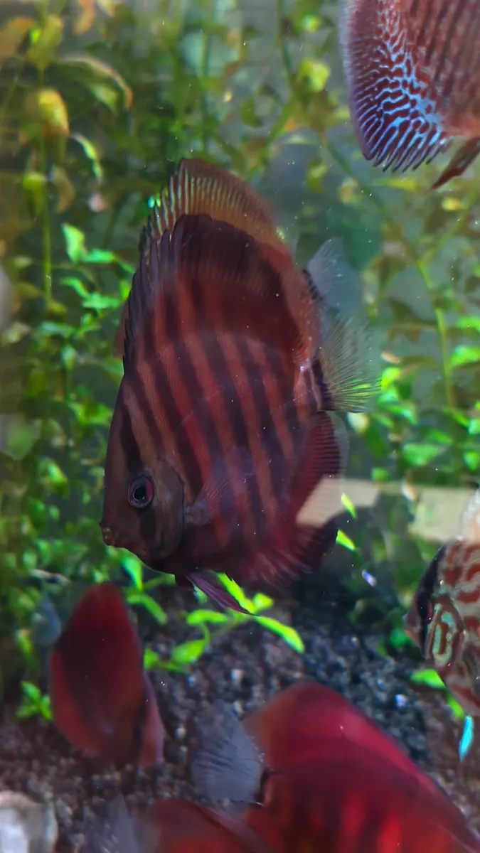 Discus - Image 2