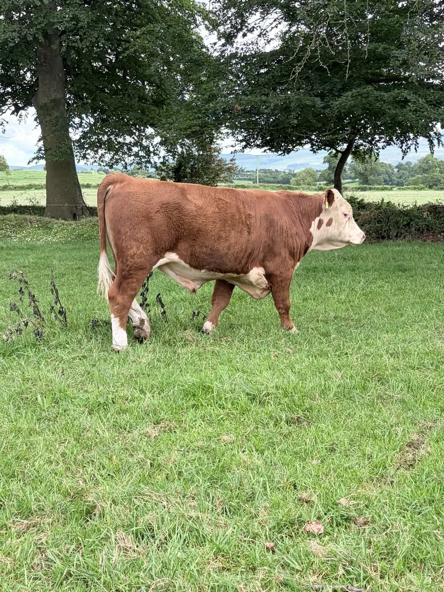 Pedigree Registered Hereford Bull - Image 1