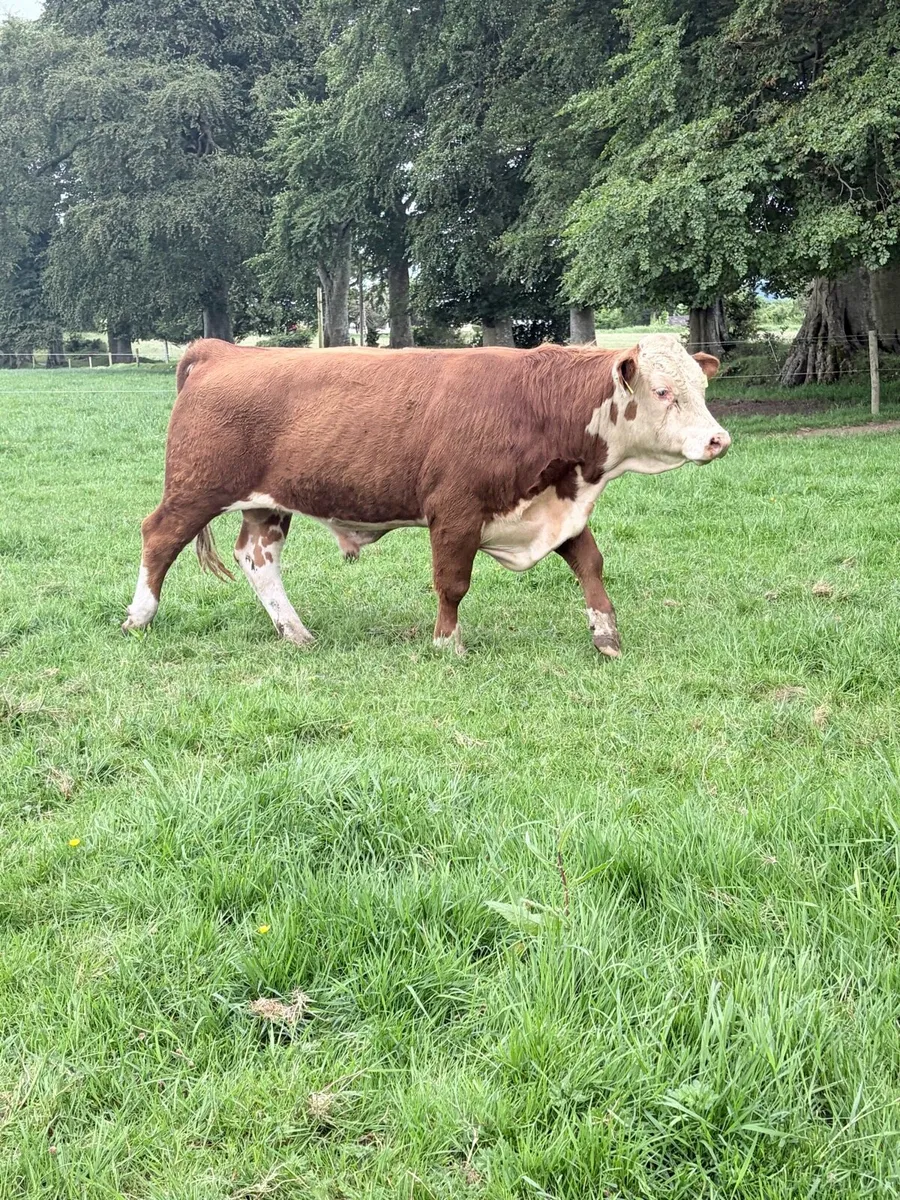 Pedigree Registered Hereford Bull - Image 2