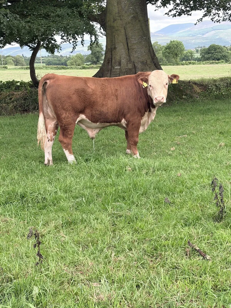 Pedigree Registered Hereford Bull - Image 3