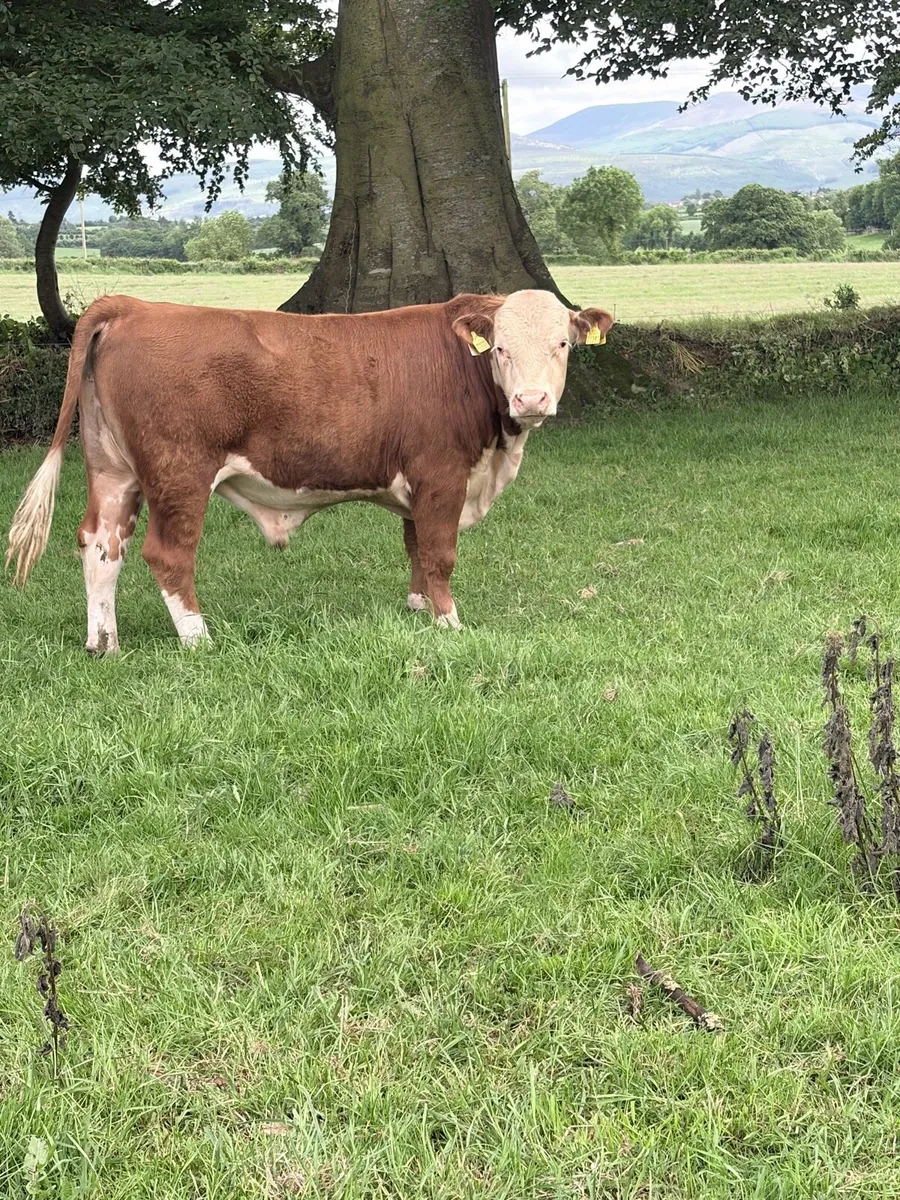 Pedigree Registered Hereford Bull - Image 4