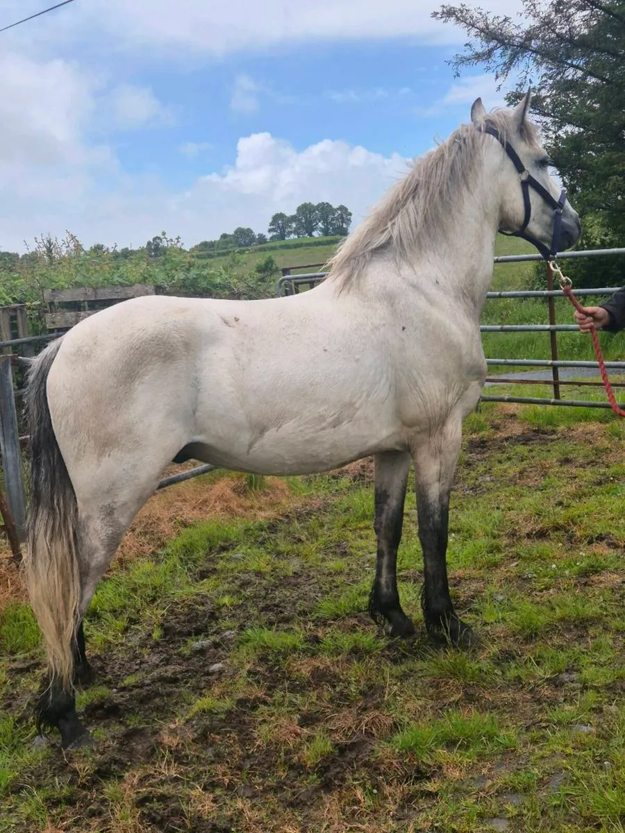 Connemara 3 year old gelding - Image 1