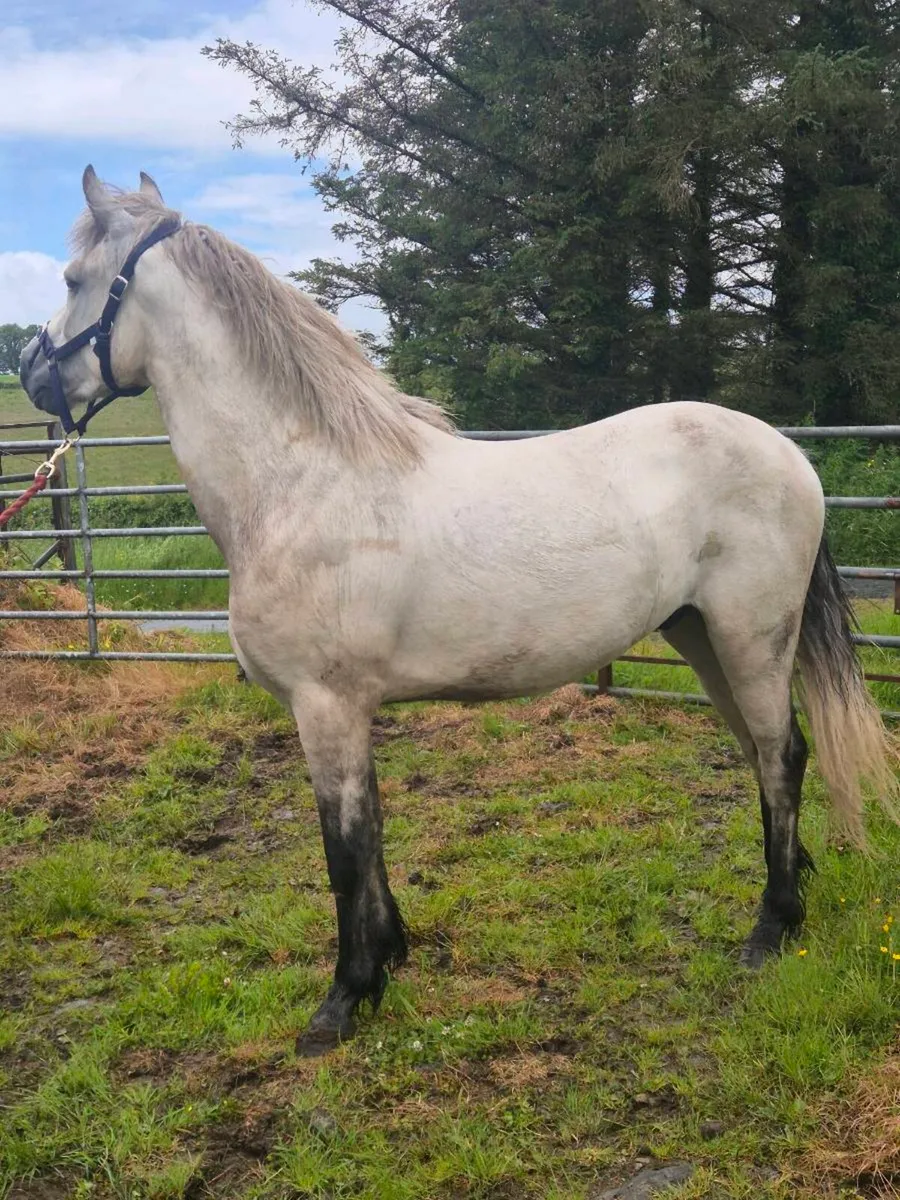 Connemara 3 year old gelding - Image 2