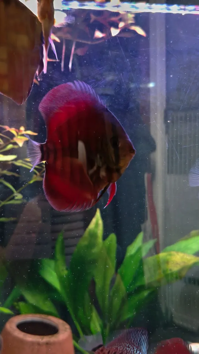 Discus - Image 4
