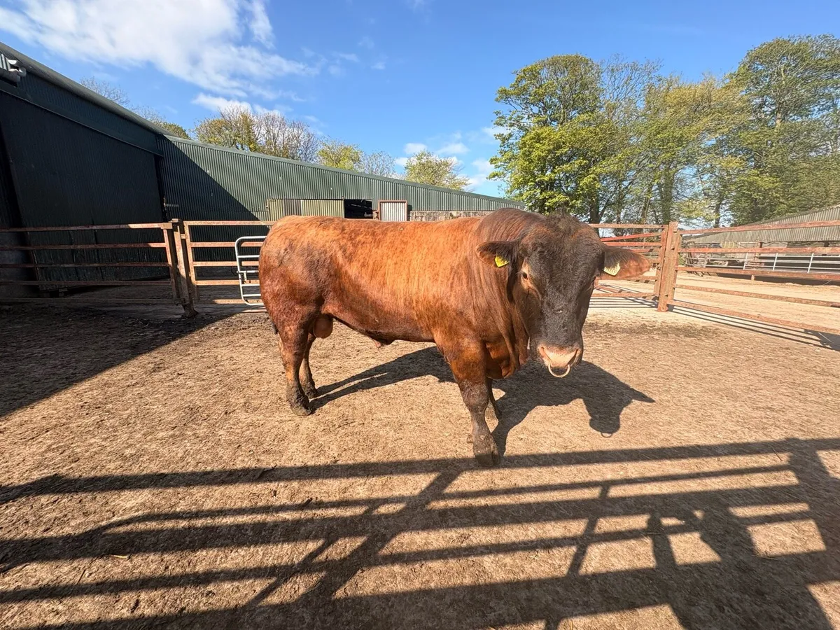 Bull - Image 1