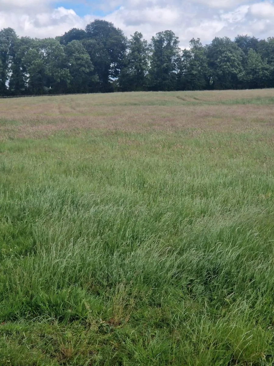 Meadow - Image 2