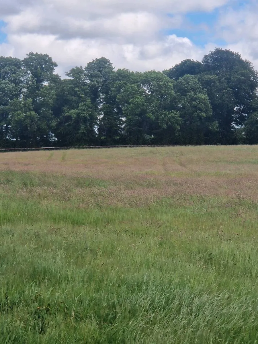 Meadow - Image 1