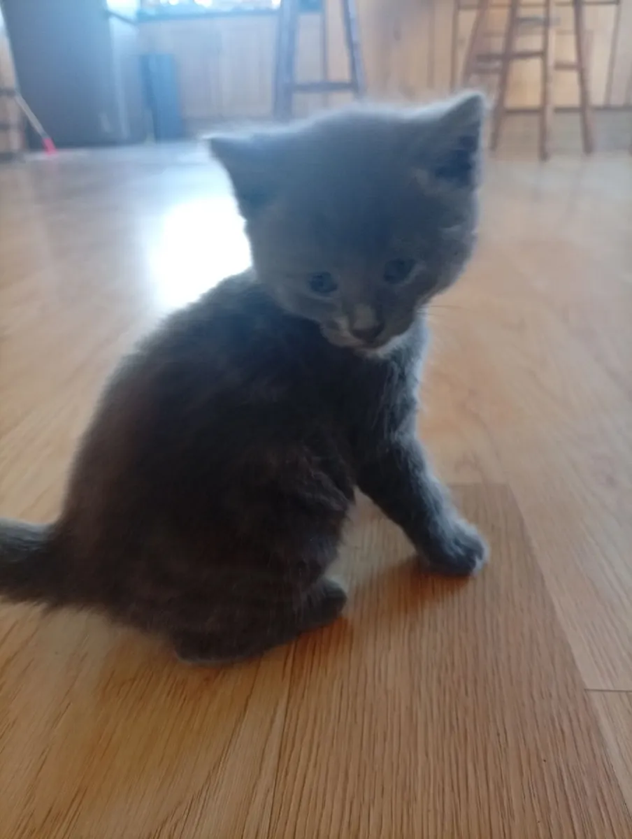 Russian blue kittens - Image 1