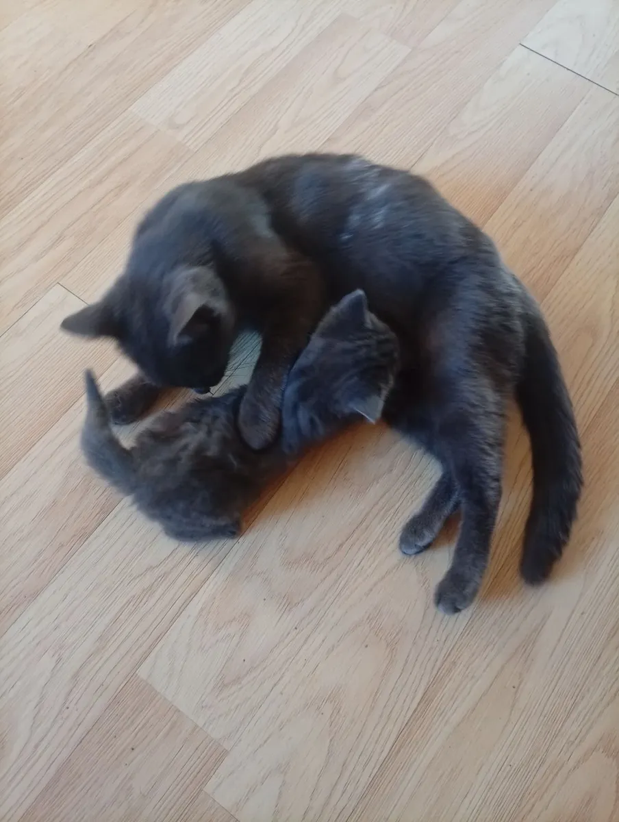 Russian blue kittens - Image 3