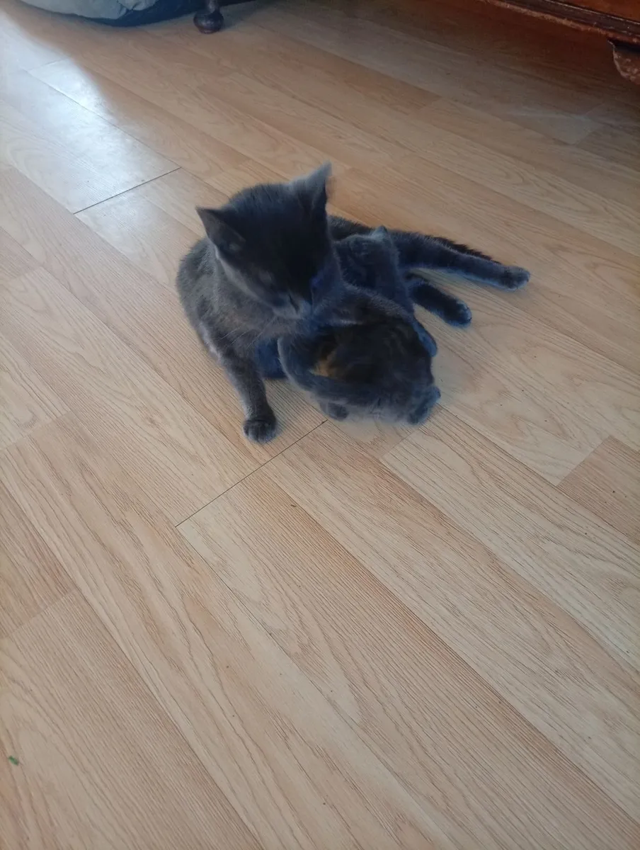 Russian blue kittens - Image 4