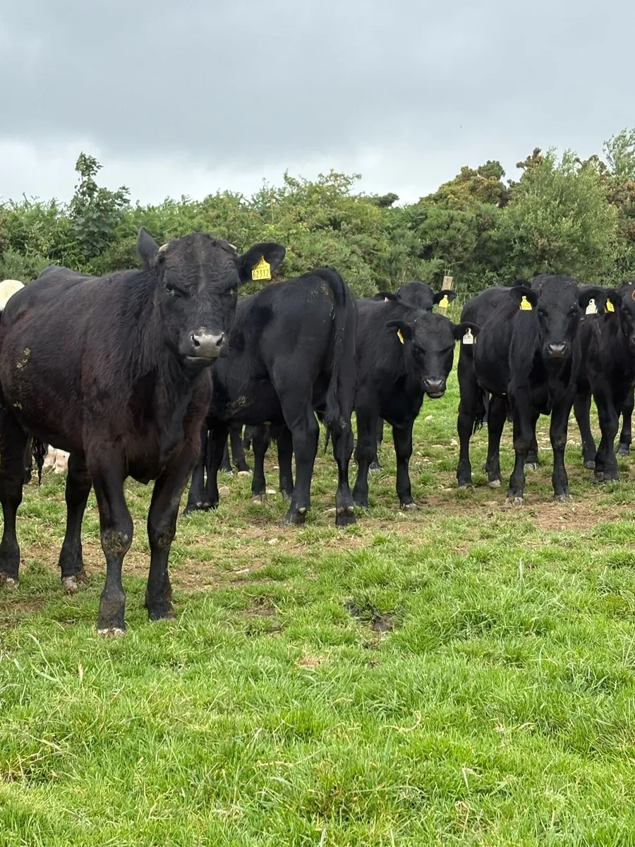 20 nice bullocks - Image 1