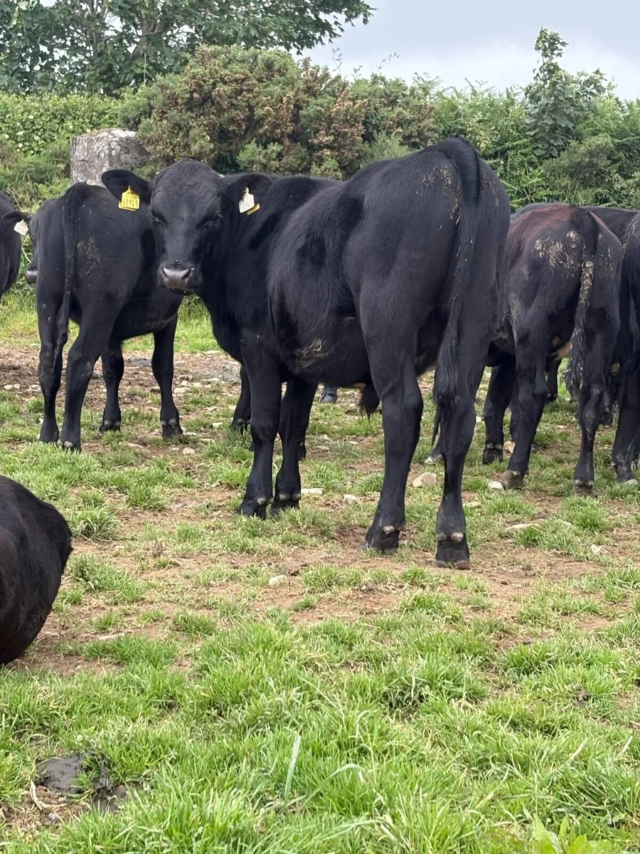 20 nice bullocks - Image 2